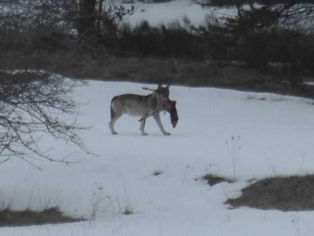 Loup sur Caussols
