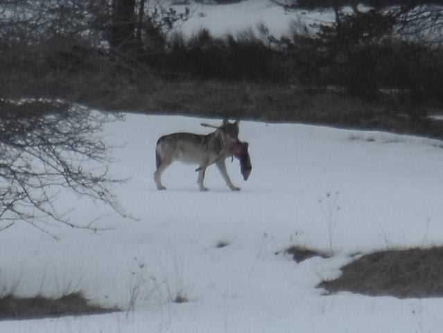 Loup sur Caussols