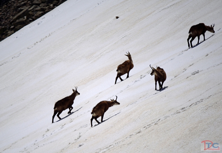 chamois - madone de fenestre - 04/05/2014