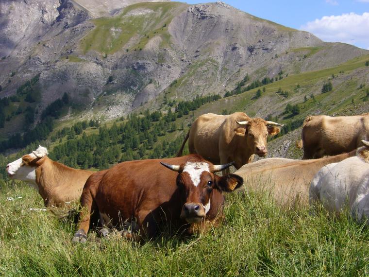 sur le chemin des cabanes de Prenier