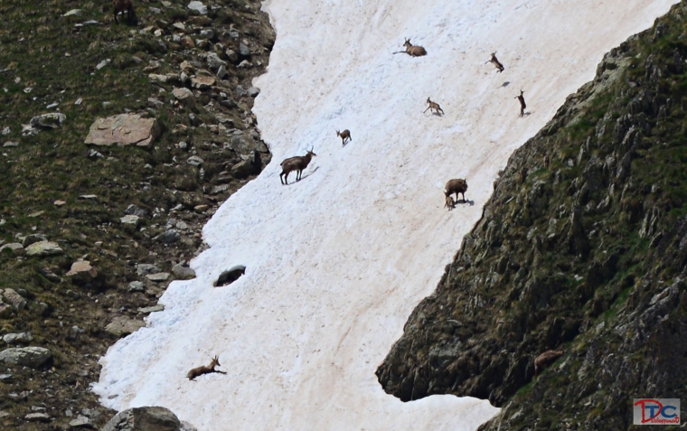 chamois pas des ladres 09/06/2014