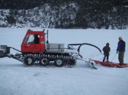 dameuse des ours bruns a caille