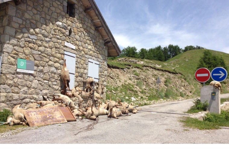 Attaque de loups Mercantour Authion  - 22 juin 2014