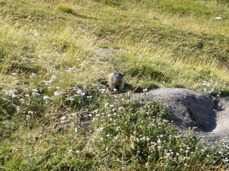 les marmottes du col d'Allos